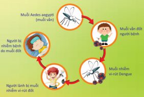 Sốt xuất huyết là gì và bệnh có nguy hiểm không?