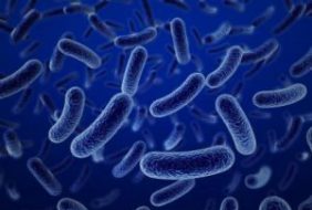 Trực khuẩn mủ xanh (Pseudomonas) có nguy hiểm?